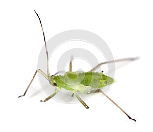 Aphid