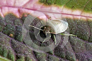Aphid