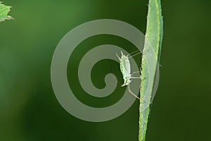 Aphid