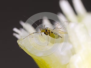 Aphid