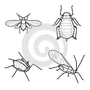 Aphid Animal Vector Illustration Hand Drawn Cartoon Art photo