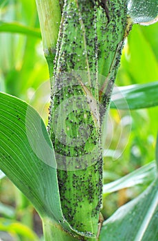 Aphid Aphidoidea on a green cob of corn
