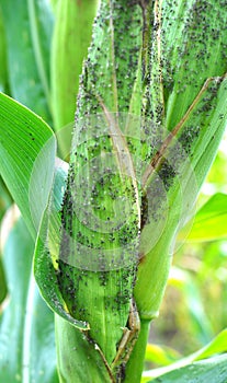 Aphid Aphidoidea on a green cob of corn