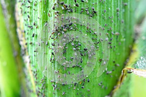 Aphid Aphidoidea on a green cob of corn