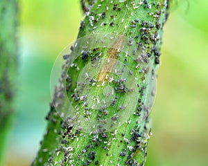 Aphid Aphidoidea on a green cob of corn