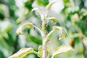 Aphid on an Apple tree branch, selective focus. Garden pests