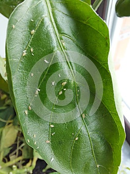 Aphid close up on a green leaf