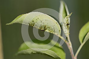 aphid colonies on fresh green leaves