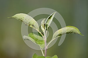 aphid colonies on fresh green leaves