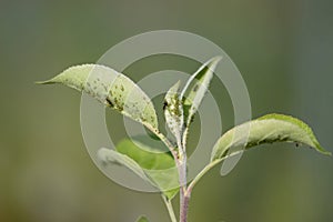aphid colonies on fresh green leaves