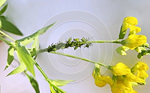 Aphid colony is breeding on plant stem of Lathyrus pratensis. Green aphids and yellow flower