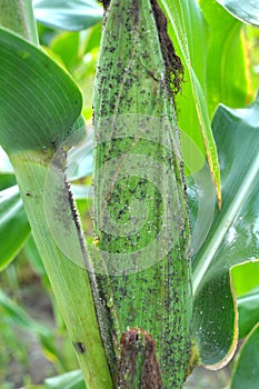 Aphid on a corn cob