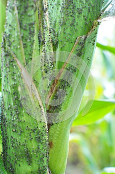 Aphid on a corn cob