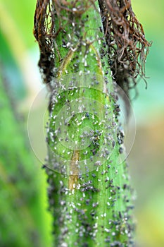 Aphid on a corn cob