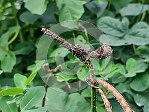 Aphid on Green soybean plant.