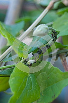 Aphid - greenfly, blackfly - Aphidoidea on flower bud