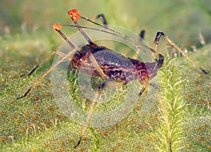Aphid (Hemiptera: Aphididae) on a leaf