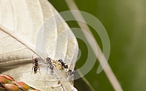 Aphid-Herding Ants