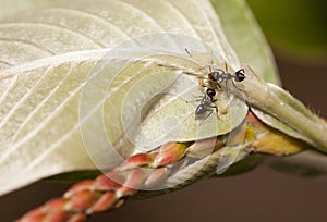 Aphid-Herding Ants