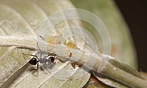 Aphid-Herding Ants