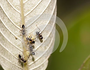 Aphid-Herding Ants
