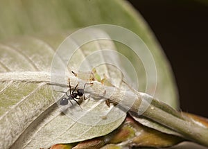 Aphid-Herding Ants