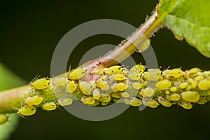 Aphid Infestation photo