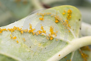 Aphid Infestation