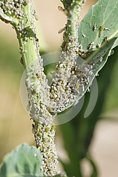 Aphid Infestation