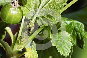 Aphid Infestation. Ants spread aphids on plant living together in symbiosis