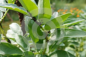 aphid infestation of broad bean crop. aphid attack in the backyard garden. pest