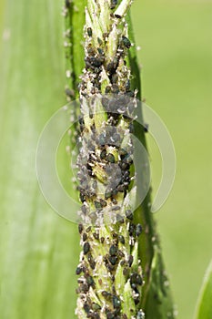 Aphid infestation on corn plant