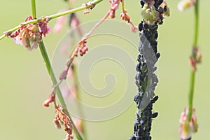 Aphid infestation of garden plants