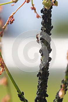 Aphid infestation of garden plants