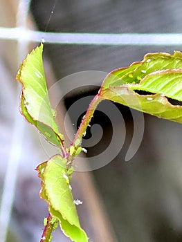 Aphid infested rose leaves
