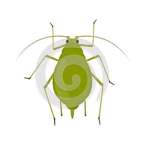 Aphid isolated on white background. Insect pest illustration