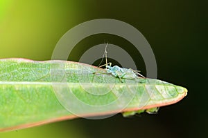 Aphid on a leaf