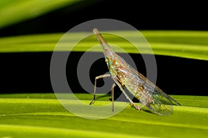 Aphid longnosed planthoppers Dictyopharidae