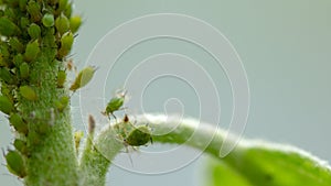 Aphid, a pest, on an apple tree branch. The insect feeds on the plant's juices, destroying the leaves, spreading diseases and