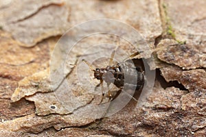 Aphid on pine bark