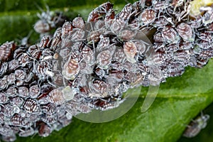 Aphid on a plant in garden