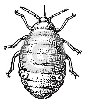 Aphid or plant lice, vintage engraving