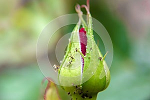 Aphid on a rose closeup, macro photo of harmful insects