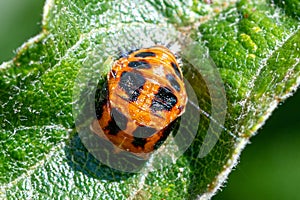 Aphid on the shell of a pupa harlequin ladybird