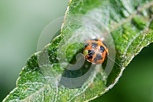 Aphid on the shell of a pupa harlequin ladybird