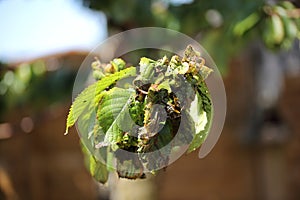 Aphid shrunk Leaves