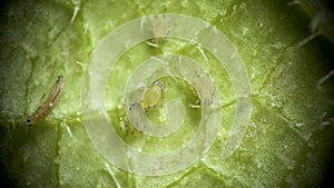 Aphid under a microscope, Aphididae - aphid superfamily Aphidoidea, Hemiptera on a cucumber leaf, many are dangerous pests of