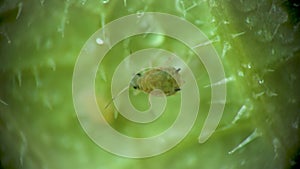 Aphid under a microscope, Aphididae - aphid superfamily Aphidoidea, Hemiptera on a cucumber leaf, many are dangerous pests of