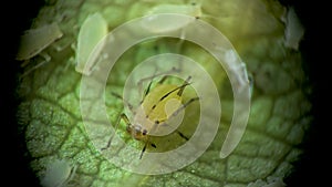 Aphid under a microscope, Aphididae - aphid superfamily Aphidoidea, Hemiptera on a cucumber leaf, many are dangerous pests of