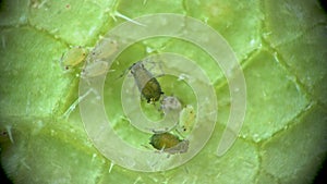 Aphid under a microscope, Aphididae - aphid superfamily Aphidoidea, Hemiptera on a cucumber leaf, many are dangerous pests of